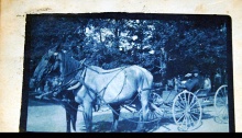 1907 postcard horses