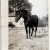 1938 black horse in front of house